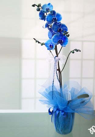 kütahya mavi orkide